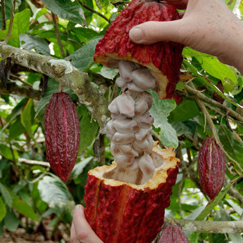 Cacao beans photo placeholder; farm product photo pending