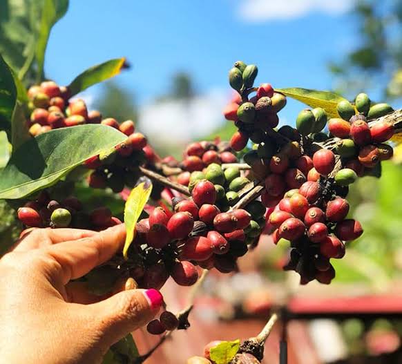 Coffee beans photo placeholder; farm product photo pending